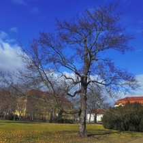 Schlossgarten in Merseburg